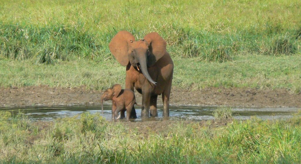 IBM et WWF-Allemagne s'associent pour développer une solution d'IA en faveur de la conservation de l'éléphant de forêt africain