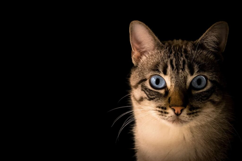 Fugatto : L'outil d'Intelligence Artificielle qui révolutionne la création sonore
